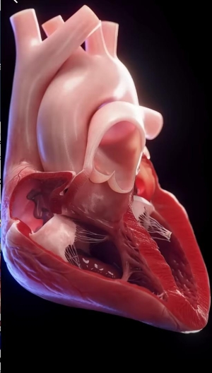 THREE THINGS TO DO IF YOU WANT TO IMPROVE THE HEALTH OF YOUR HEART