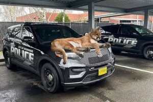 POLICE &amp; THE LION