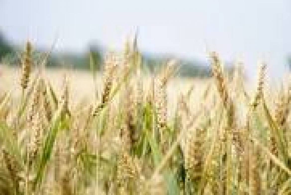 UKRAINE TO SUPPLY GRAIN TO NIGERIA